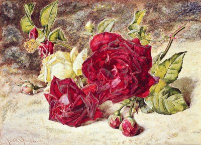 Una rosa bianca e due rose rosse e boccioli da Helen Cordelia Coleman Angell